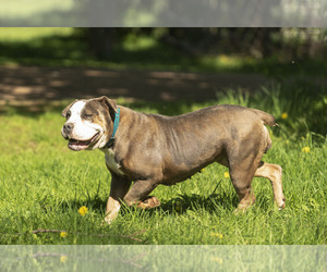 Mother of the Olde English Bulldogge puppies born on 04/22/2023