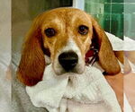 Small #4 Beagle Mix