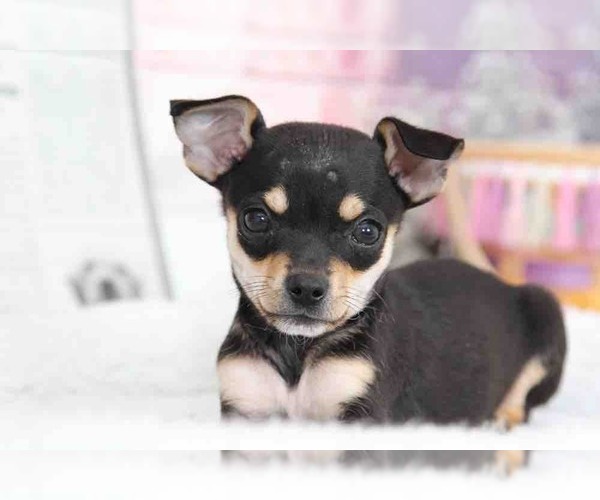 Medium Photo #2 Chihuahua Puppy For Sale in BEL AIR, MD, USA