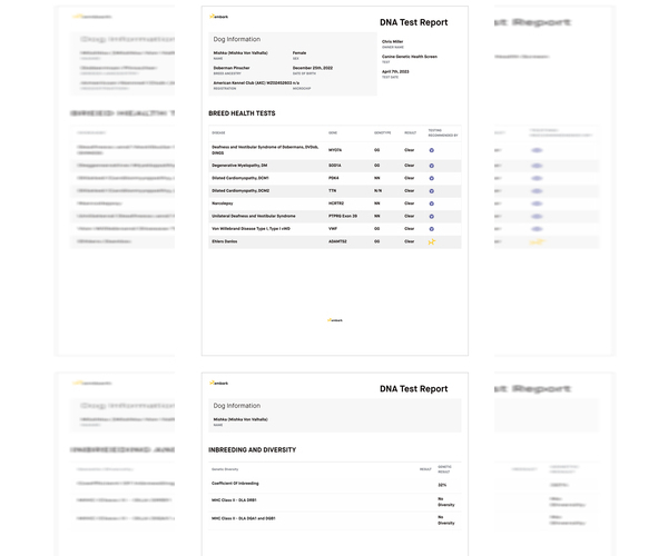 Medium Photo #8 Doberman Pinscher Puppy For Sale in NEWTON, NC, USA