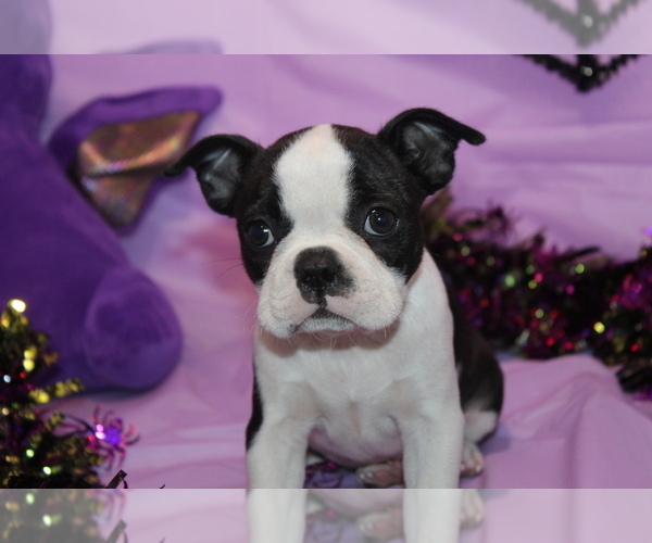 Medium Photo #5 Boston Terrier Puppy For Sale in BROOKSVILLE, FL, USA