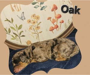 Medium Poodle (Standard)