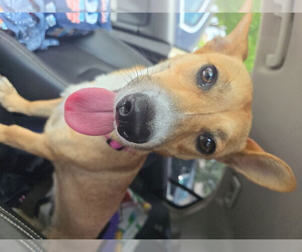 Medium Photo #2 Mutt Puppy For Sale in San Antonio, TX, USA