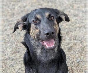 German Shepherd Dog-Unknown Mix Dogs for adoption in Frisco, CO, USA