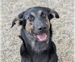 Small German Shepherd Dog Mix
