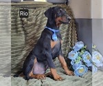 Small #1 Doberman Pinscher