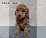 Puppy 6 Labradoodle