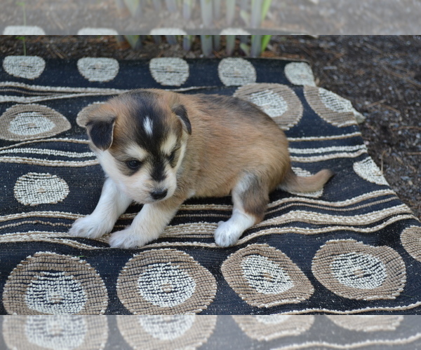 Medium Photo #1 Alaskan Klee Kai-Pomeranian Mix Puppy For Sale in GREENWOOD, WI, USA