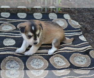 Medium Alaskan Klee Kai-Pomeranian Mix