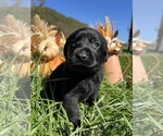 Small #4 Labrador Retriever