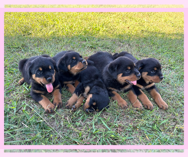 Medium Photo #9 Rottweiler Puppy For Sale in COLUMBIA, TN, USA