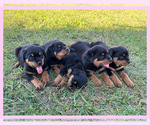 Small Photo #9 Rottweiler Puppy For Sale in COLUMBIA, TN, USA