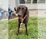 Small #7 Labrador Retriever