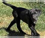 Small Photo #12 Labrador Retriever Puppy For Sale in MURRIETA, CA, USA