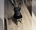 Small Gerberian Shepsky