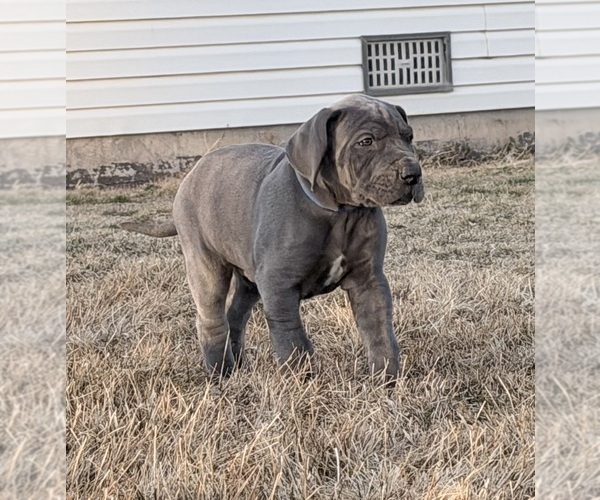 Medium Photo #9 Great Dane Puppy For Sale in OLATHE, CO, USA