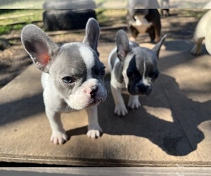 Medium French Bulldog