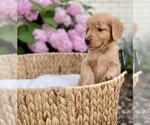 Puppy Yellow Girl Golden Retriever