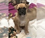 Small #1 French Bulldog-French Bullhuahua Mix
