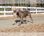 Small Photo #2 Weimaraner Puppy For Sale in QUITMAN, TX, USA