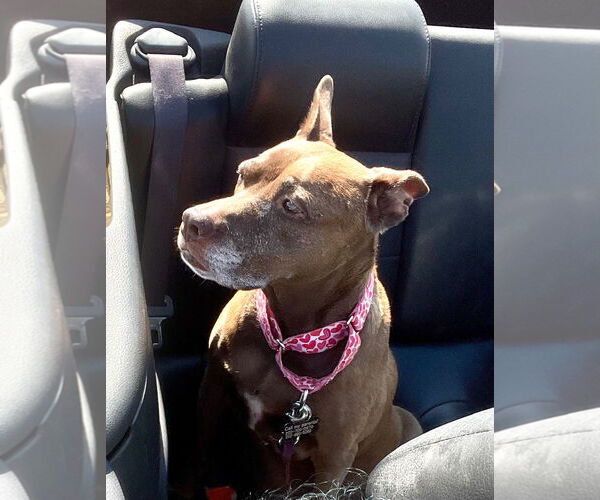 Medium Photo #8 American Staffordshire Terrier Puppy For Sale in Westminster, MD, USA