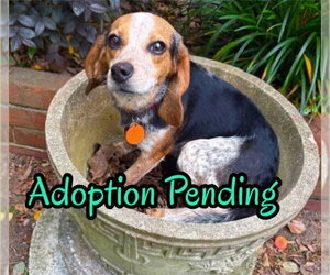 Beagle Dogs for adoption in Dunnellon, FL, USA