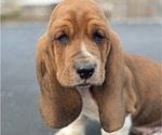 Small Photo #52 Basset Hound Puppy For Sale in GREENLEAF, WI, USA