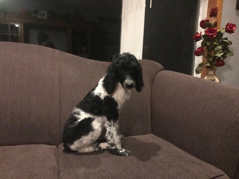 Medium Photo #24 Poodle (Standard) Puppy For Sale in AUGSBURG, IL, USA