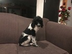 Small Photo #24 Poodle (Standard) Puppy For Sale in AUGSBURG, IL, USA