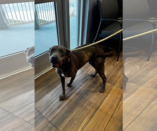 Medium Photo #2 Mutt Puppy For Sale in Hilton Head, SC, USA