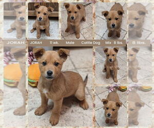 Mutt Dogs for adoption in Mesa, AZ, USA