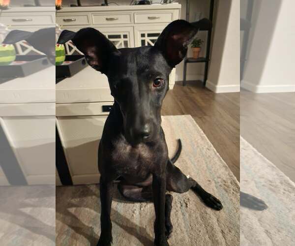 Medium Photo #1 Staffordshire Bull Terrier-Unknown Mix Puppy For Sale in Chandler, AZ, USA