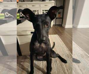 Staffordshire Bull Terrier-Unknown Mix Dogs for adoption in Chandler, AZ, USA