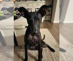 Small Staffordshire Bull Terrier Mix