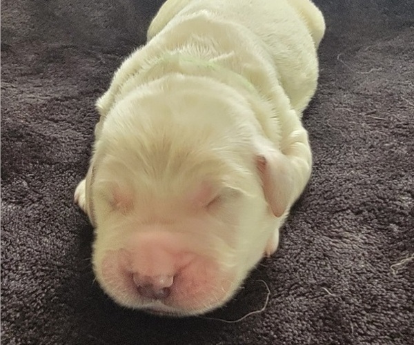 Medium Photo #2 Golden Retriever Puppy For Sale in SPARTA, NC, USA