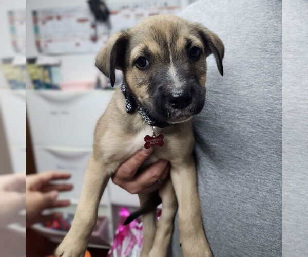 Medium Photo #5 American Pit Bull Terrier-Unknown Mix Puppy For Sale in Fargo, ND, USA