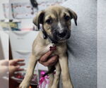 Small #4 American Pit Bull Terrier Mix
