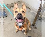 Small Staffordshire Bull Terrier
