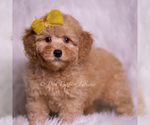 Small #3 Poodle (Toy)