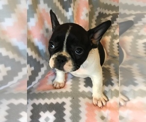French Bulldog Puppy for sale in CHARLESTON, SC, USA