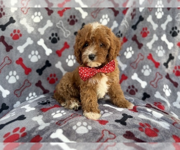 Medium Photo #5 Cavapoo (Miniature) Puppy For Sale in LAKELAND, FL, USA