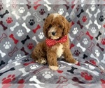 Small #4 Cavapoo (Miniature)