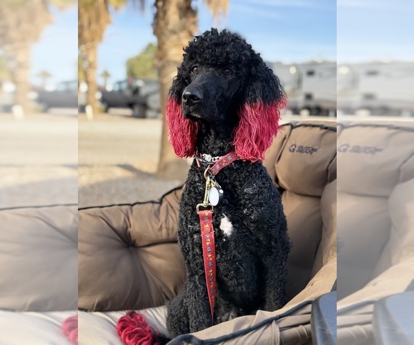 Medium Photo #1 Goldendoodle Puppy For Sale in ROSAMOND, CA, USA