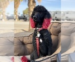 Small Photo #1 Goldendoodle Puppy For Sale in ROSAMOND, CA, USA