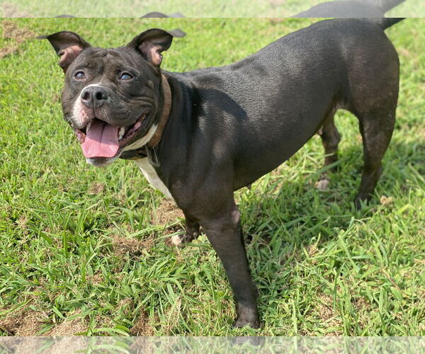 Medium Photo #5 American Pit Bull Terrier-Unknown Mix Puppy For Sale in Virginia Beach, VA, USA