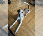Small #3 American Foxhound