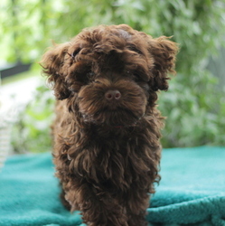 Havanese-Poodle (Toy) Mix Puppy for sale in GAP, PA, USA