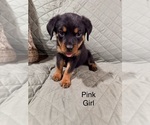 Small #2 Rottweiler
