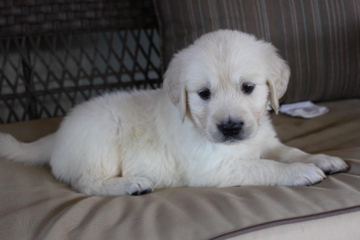 Medium Photo #1 Golden Retriever Puppy For Sale in MEDINA, OH, USA
