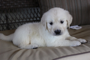 Golden Retriever Puppy for sale in MEDINA, OH, USA
